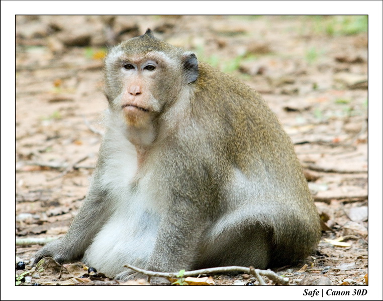 2006 - 07 - Temple angkor - Singes 23